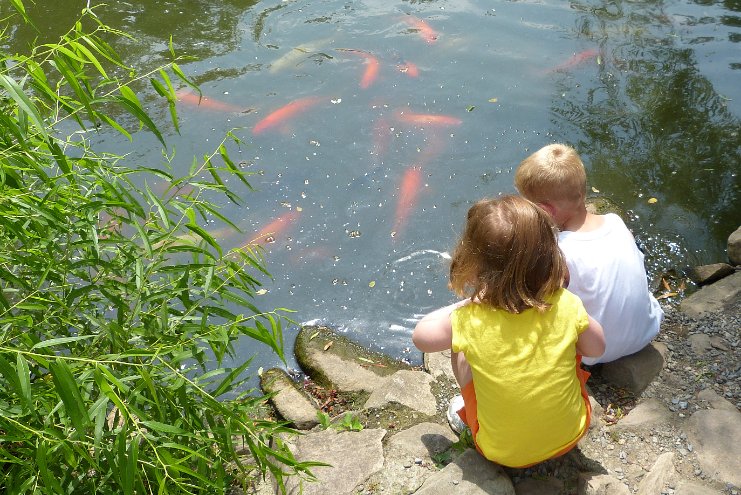 Amber feeds the Koi